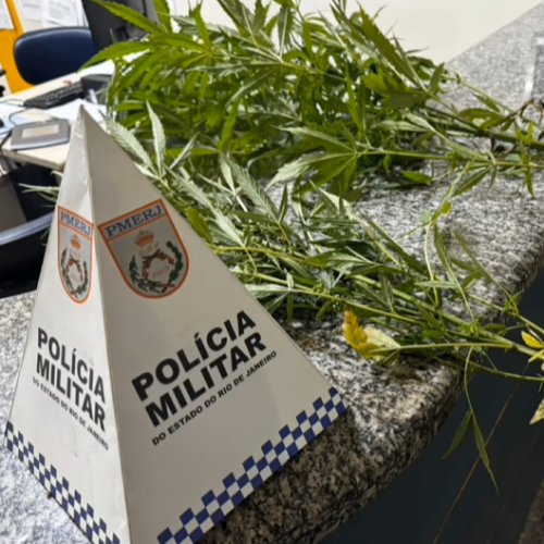 Polícia Militar apreende pés de maconha em Sumidouro