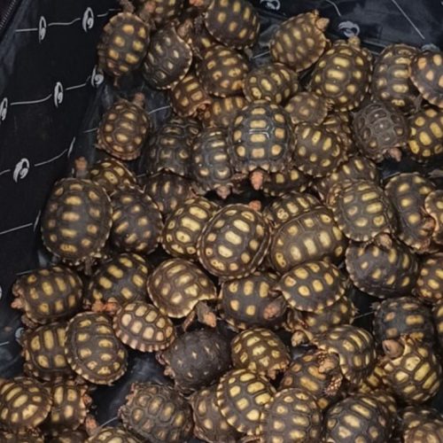 GAEMA/MPRJ denuncia homem flagrado com 600 jabutis silvestres em ônibus interestadual